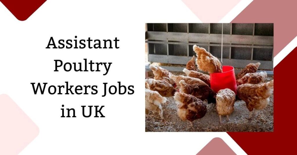Assistant Poultry Workers Jobs in UK