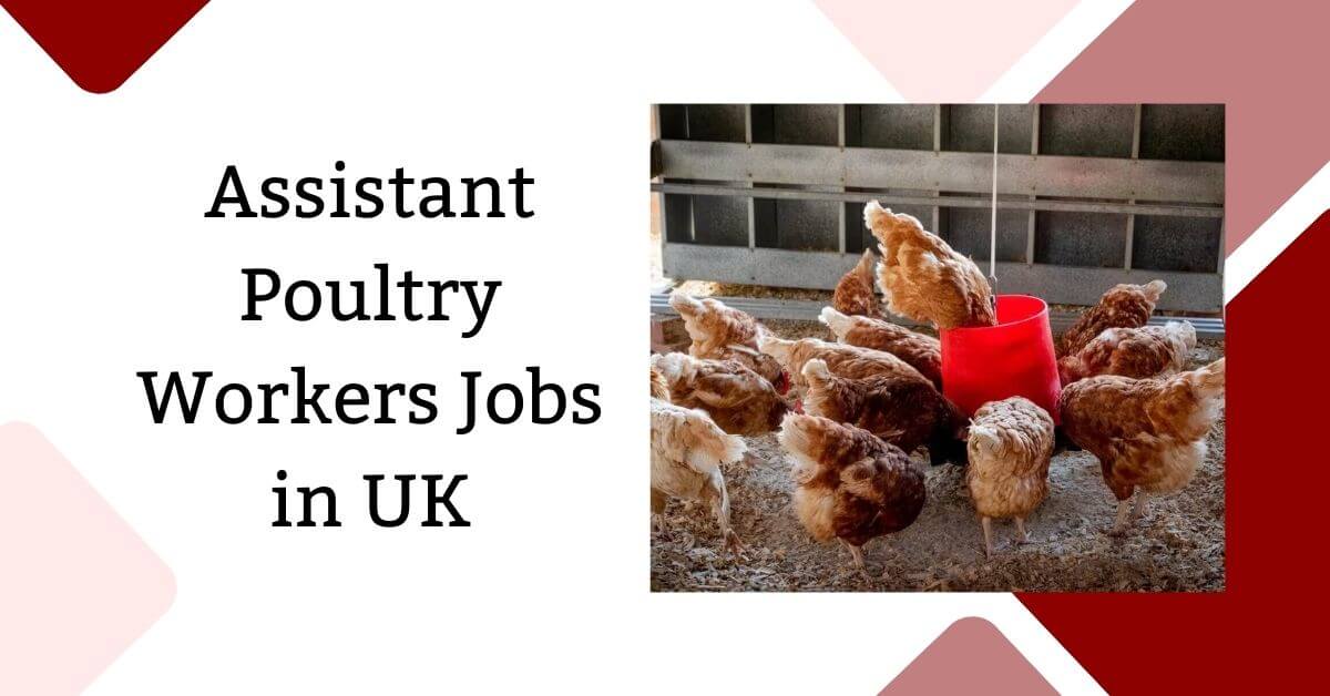 Assistant Poultry Workers Jobs in UK